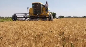 مركز المناخ يعلن 10 حلول لمعالجة تأخر زراعة القمح وتأثيرها على الإنتاج الزراعي 1